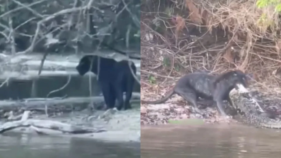 Onça-preta é flagrada atacando jacaré em rio do Pará; assista