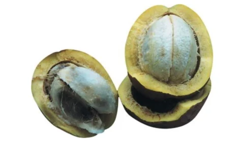 Bacuri: a fruta que favorece saúde e a beleza