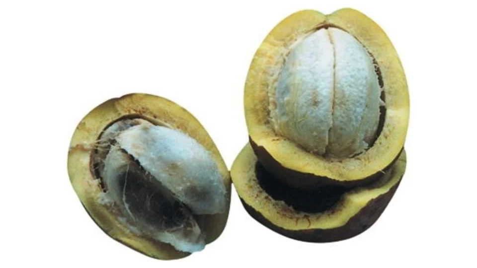 Bacuri: a fruta que favorece saúde e a beleza