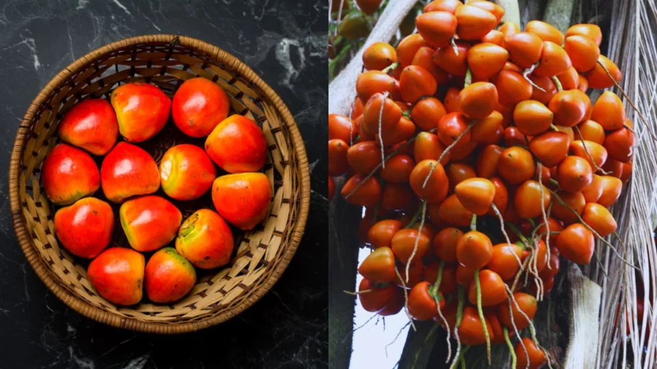 Pupunha: fruta que beneficia a saúde e previne doenças