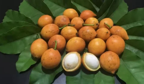 Bacupari: descubra os benefícios e usos da fruta da Amazônia