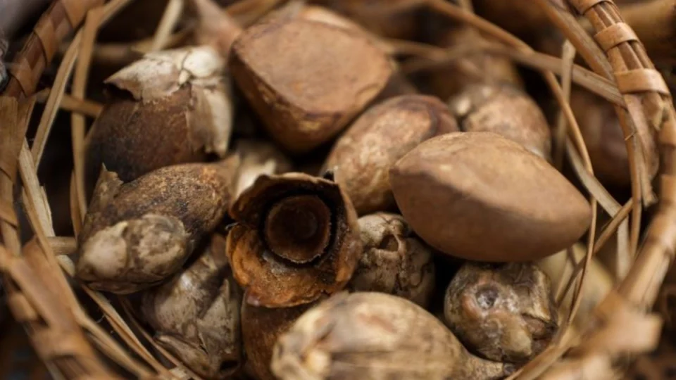 Óleo de Andiroba: conheça as propriedades medicinais e estéticas