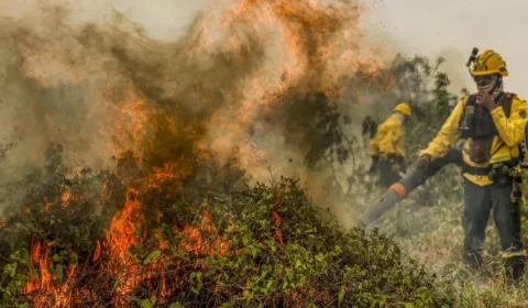 Incêndios no Pantanal: chamas consumiram 1,3 mi de hectares