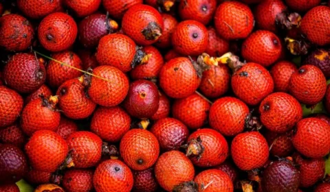 Buriti: conheça a fruta cheia de benefícios e versatilidade