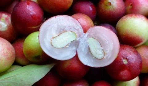 Conheça o camu-camu, o ‘superfruto’ amazônico; assista