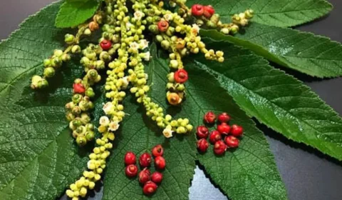 Para que serve e como usar a erva baleeira? Descubra