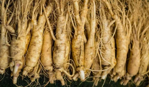 Chá de Ginseng: conheça a planta estimulante sexual