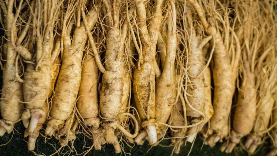 Chá de Ginseng: conheça a planta estimulante sexual