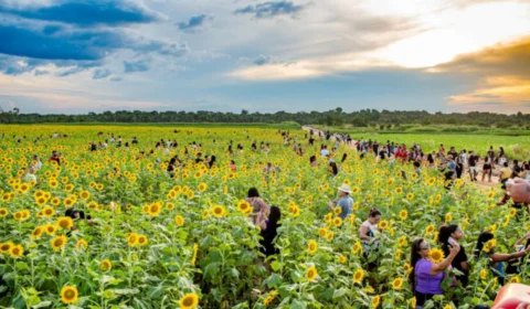 Fim de semana em Roraima: campo de girassóis continua aberto para visitação