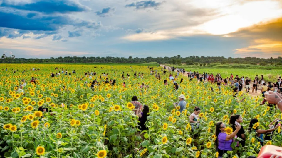 Fim de semana em Roraima: campo de girassóis continua aberto para visitação