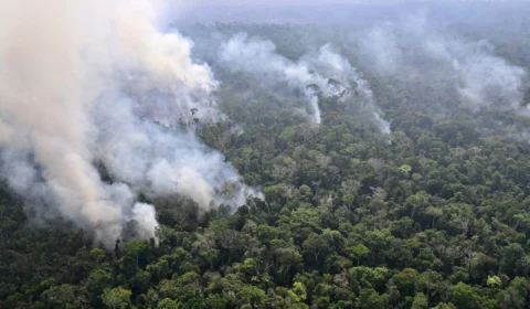 Incêndios florestais: números para agosto crescem 354% no Brasil