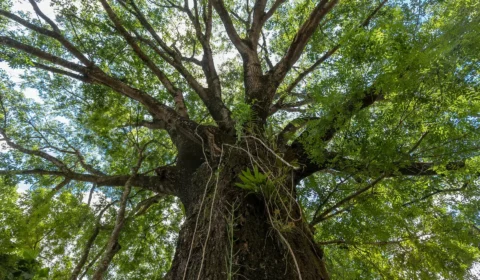 Para que serve o Jequitibá? Conheça os diversos usos