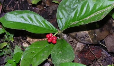 Ipeca: para que serve a planta medicinal?