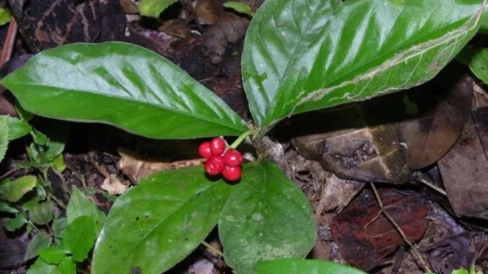 Ipeca: para que serve a planta medicinal?