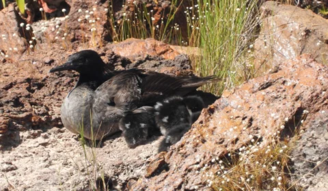 Filhotes de patos ameaçados de extinção nascem no Jalapão