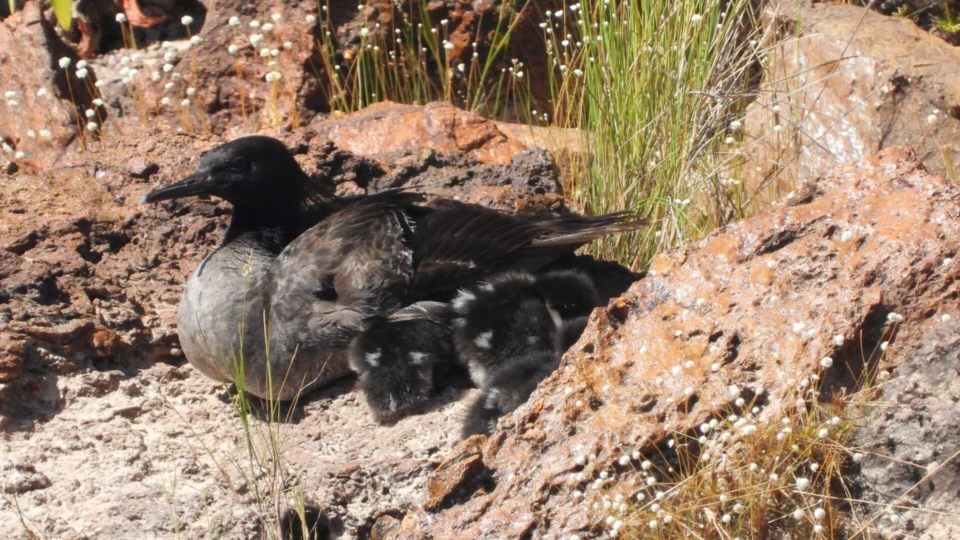 Filhotes de patos ameaçados de extinção nascem no Jalapão