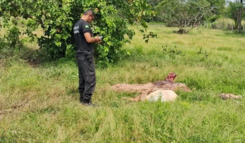 Polícia Civil apreende 100kg de carne clandestina em Rorainópolis, Sul de Roraima