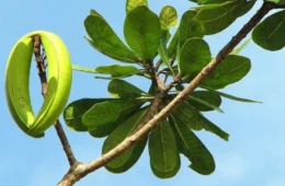 Sucuuba previne câncer? Conheça os benefícios da planta típica da Amazônia