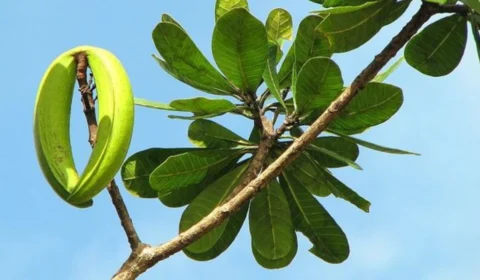 Sucuuba previne câncer? Conheça os benefícios da planta típica da Amazônia