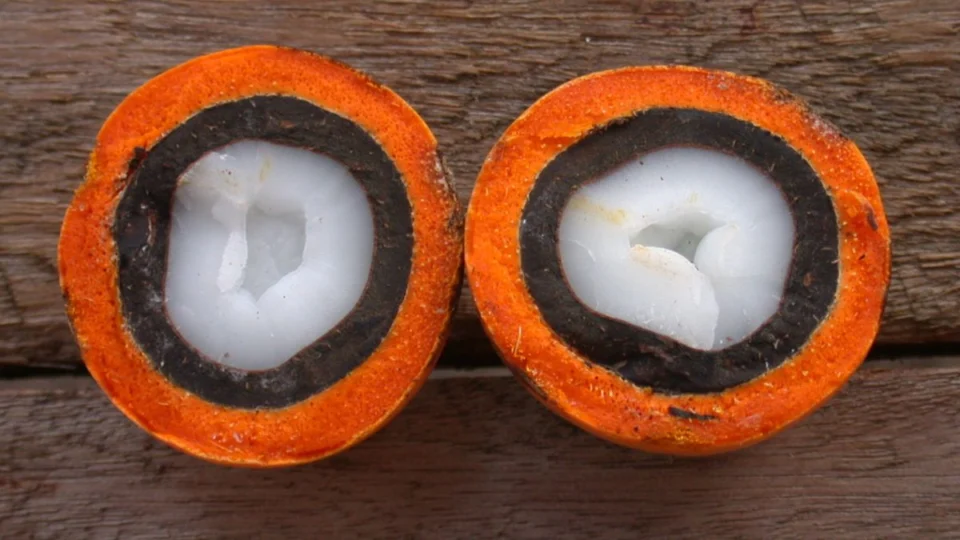 Tucumã: o que você precisa saber sobre o fruto da Amazônia