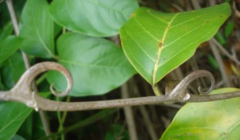 Chá de Unha de Gato: saiba como fazer e conheça os benefícios