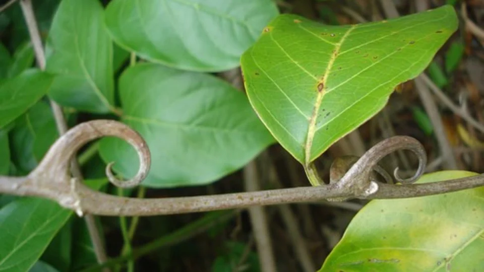 Chá de Unha de Gato: saiba como fazer e conheça os benefícios