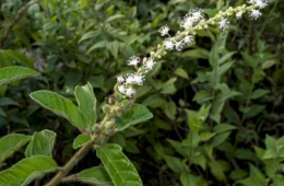 Chá de velame é bom para quê? Descubra para que serve