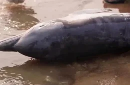 Botos morrem pelo segundo ano durante seca no Lago Tefé no Amazonas