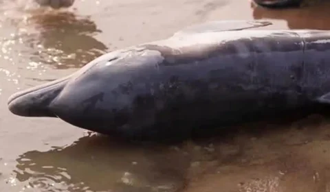 Botos morrem pelo segundo ano durante seca no Lago Tefé no Amazonas