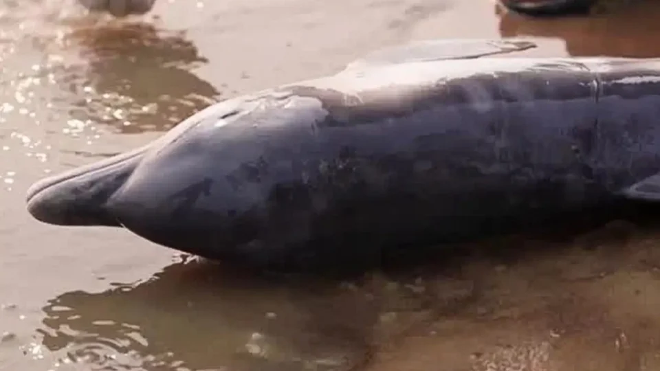 Botos morrem pelo segundo ano durante seca no Lago Tefé no Amazonas