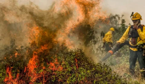 Queimadas no AM: estado registra 930 focos em um único dia; veja