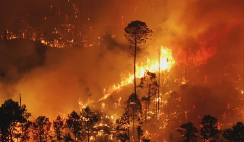 ICMBio diz que cerca de 20% da Flona foi queimada