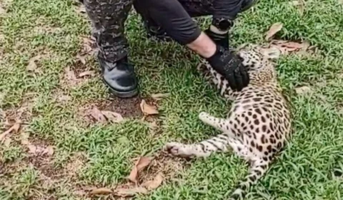 VÍDEO: filhote de onça pintada é resgatado em Coari, no AM