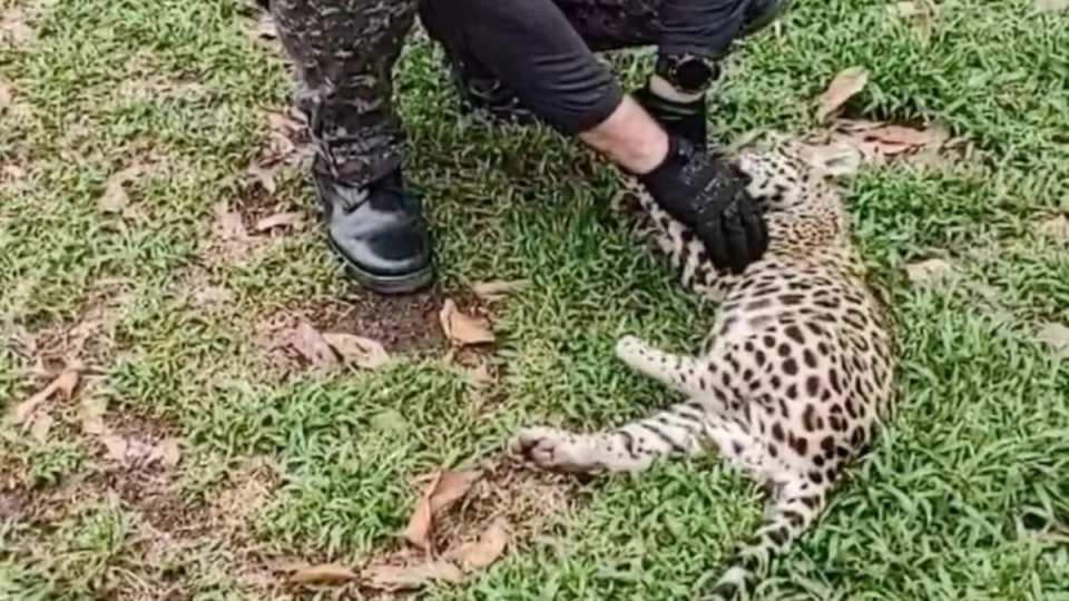 VÍDEO: filhote de onça pintada é resgatado em Coari, no AM