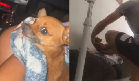 Homem espanca cachorro por mais de três horas e é indiciado