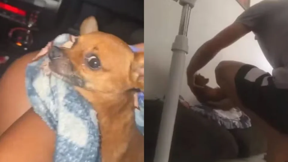 Homem espanca cachorro por mais de três horas e é indiciado