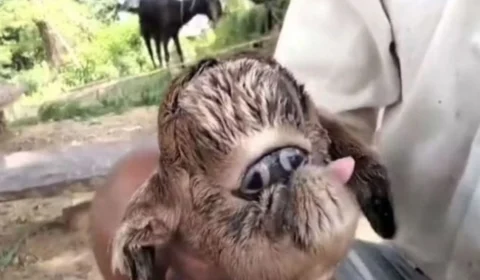 População se assusta com nascimento de cabra com ‘olhos siameses’