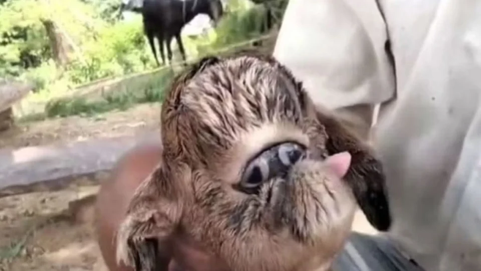 População se assusta com nascimento de cabra com ‘olhos siameses’