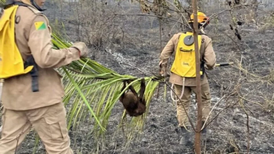 Queimadas no Acre deixam 400 animais silvestres feridos e carbonizados