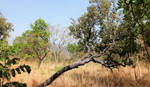 Boletim climático: Tocantins enfrenta seca e risco de incêndio