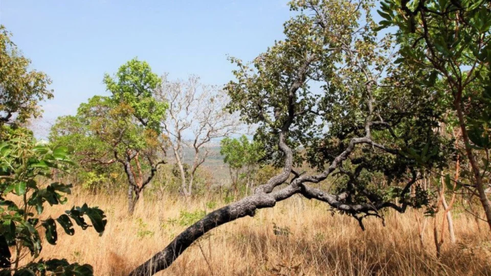 Boletim climático: Tocantins enfrenta seca e risco de incêndio