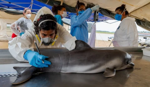 Botos mortos na Amazônia: Há risco de extinção? Saiba o que mortes revelam