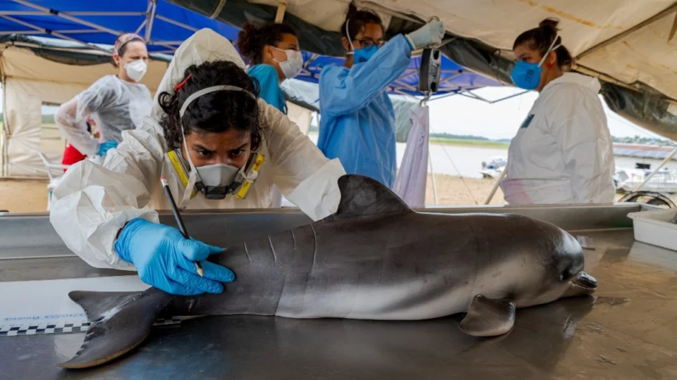 Botos mortos na Amazônia: Há risco de extinção? Saiba o que mortes revelam