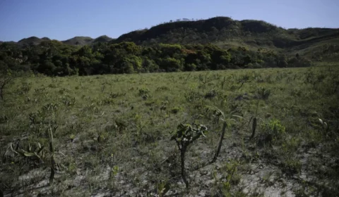 Desmatamento no Cerrado gera emissões recordes de CO2