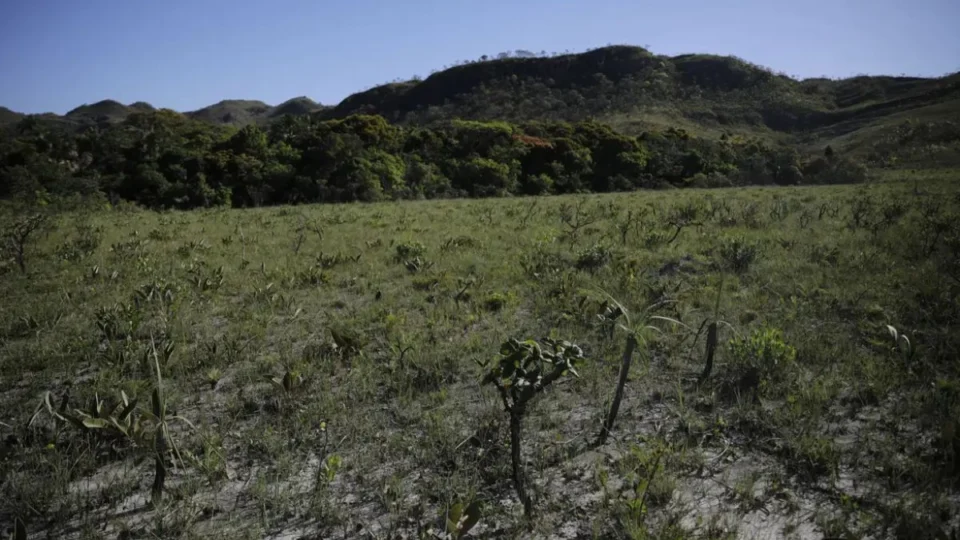 Desmatamento no Cerrado gera emissões recordes de CO2