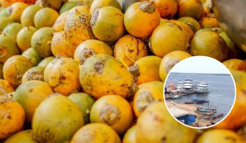 Crise do tucumã: preços de produtos aumentam devido à seca no AM