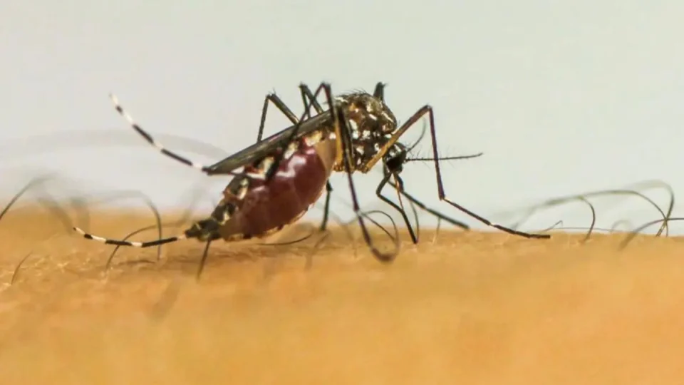 Brasil pode ter verão com menos casos de dengue, diz Lula