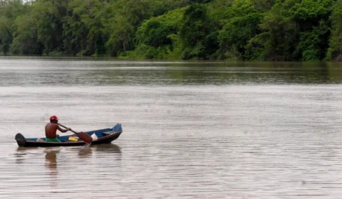 Dia da Amazônia é feriado nacional? Veja origem da data comemorativa