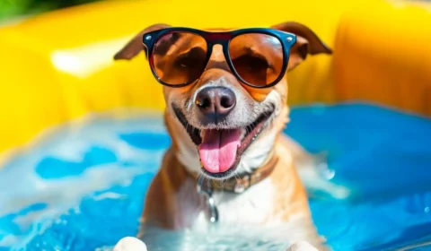 Como fazer sorvete caseiro para refrescar os pets no calor