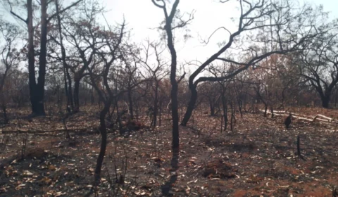 Da destruição à restauração: A luta contra as queimadas